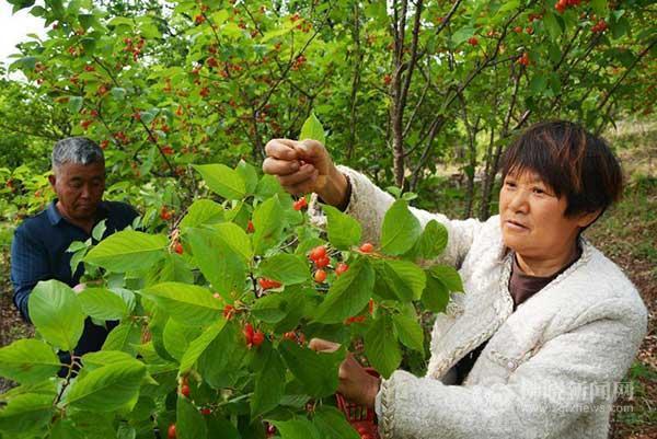 谷雨過 櫻桃紅